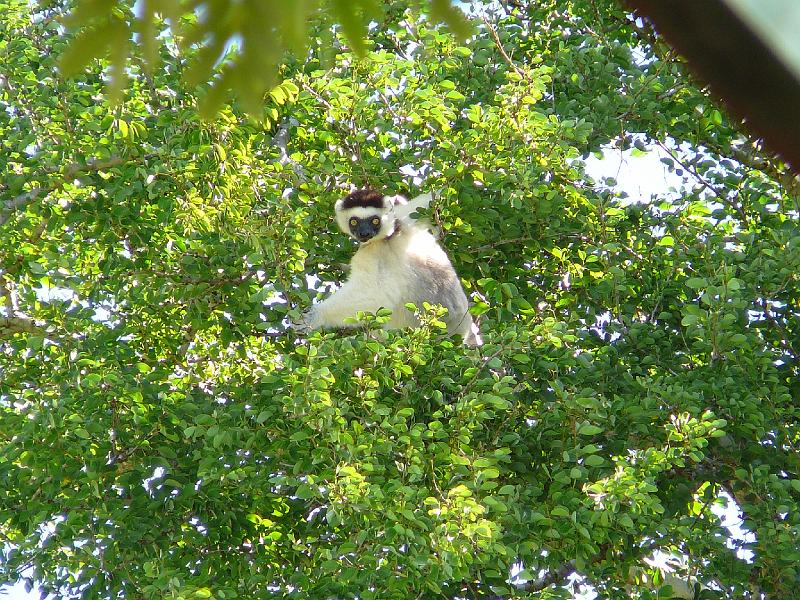 431 Sifaka